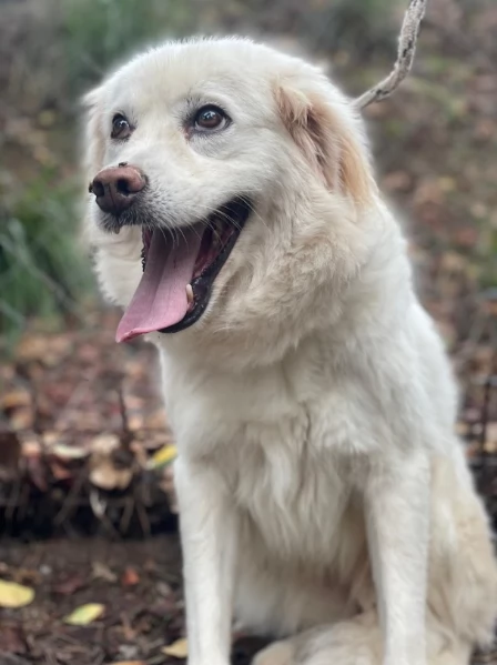 Danita canile basso lazio