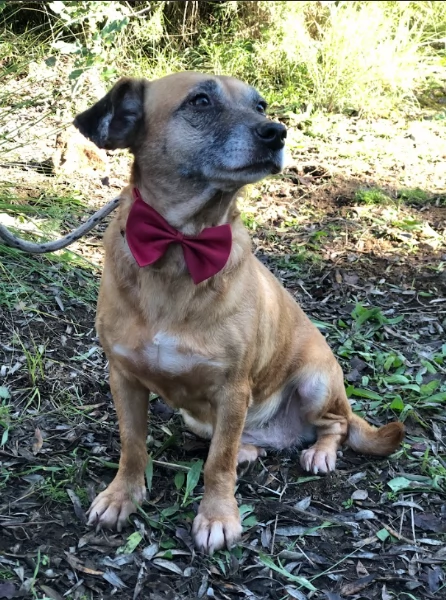 Fiorella canile basso lazio | Foto 2