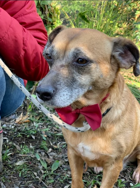 Fiorella canile basso lazio | Foto 1