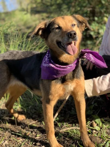 Foxy canile basso lazio | Foto 2