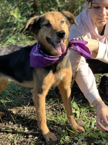 Foxy canile basso lazio