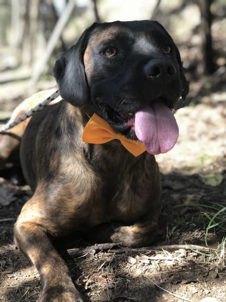 Ettore canile basso lazio