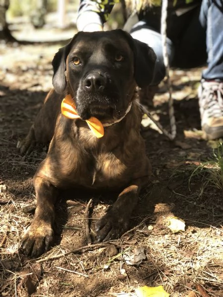 Ettore canile basso lazio | Foto 3