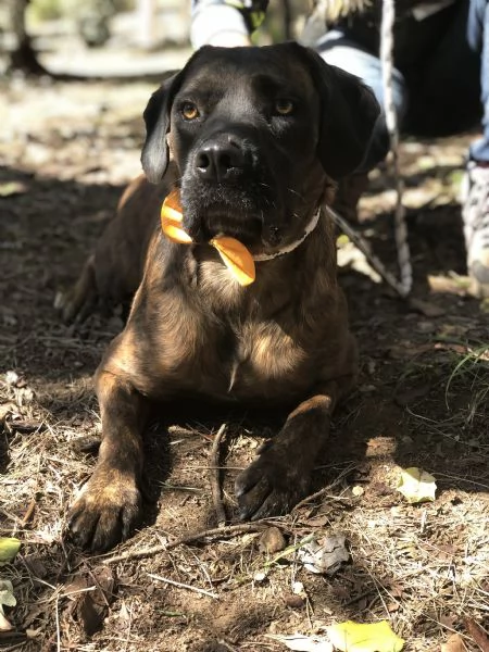 Ettore canile basso lazio | Foto 2