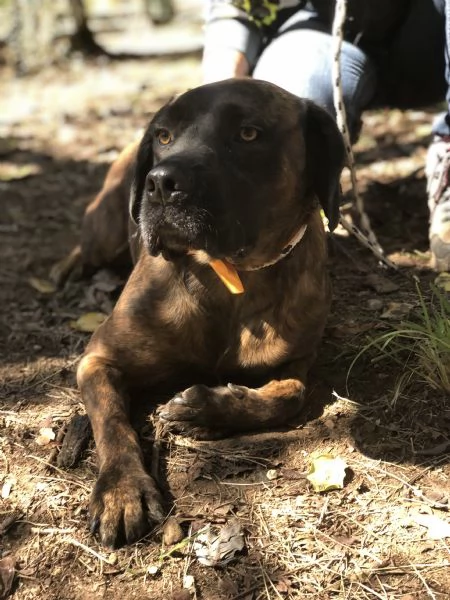 Ettore canile basso lazio | Foto 1