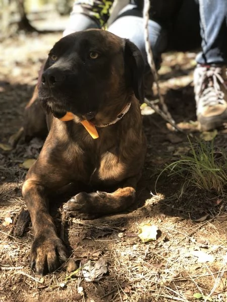 Ettore canile basso lazio | Foto 0