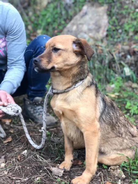 Greta canile basso lazio