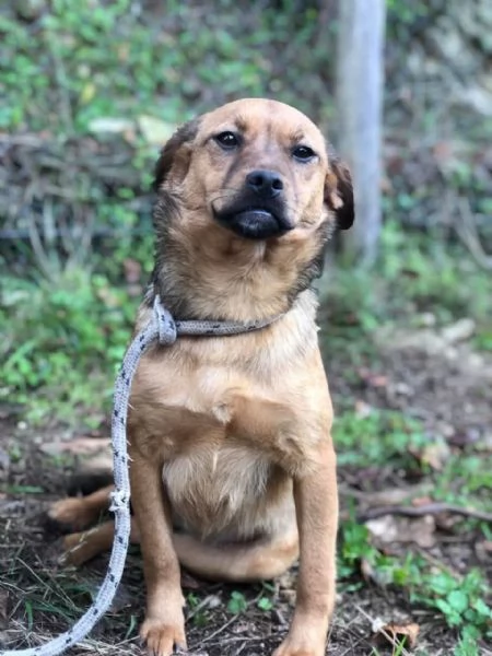 Greta canile basso lazio | Foto 4