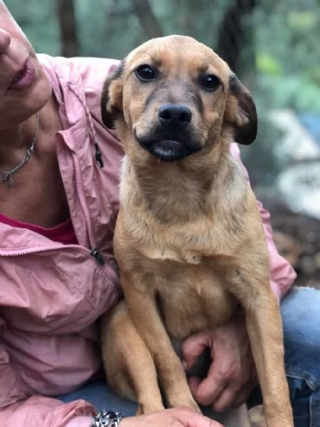 Greta canile basso lazio | Foto 3