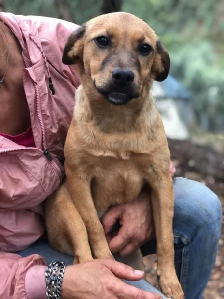 Greta canile basso lazio | Foto 2