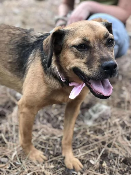 Greta canile basso lazio | Foto 1