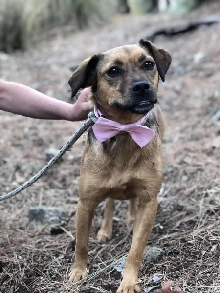 Greta canile basso lazio | Foto 0