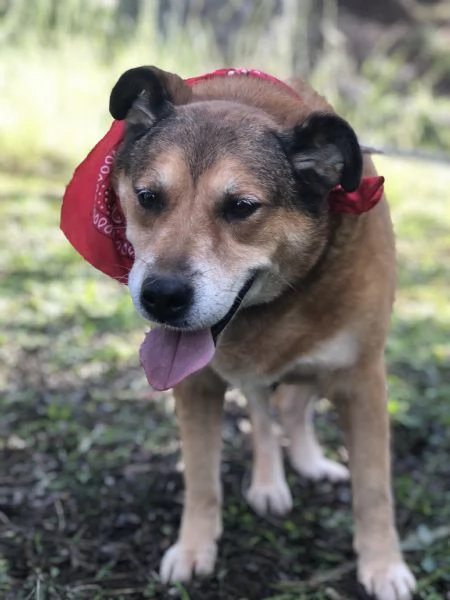 Artugrave canile basso lazio | Foto 2