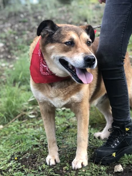 Artugrave canile basso lazio | Foto 1