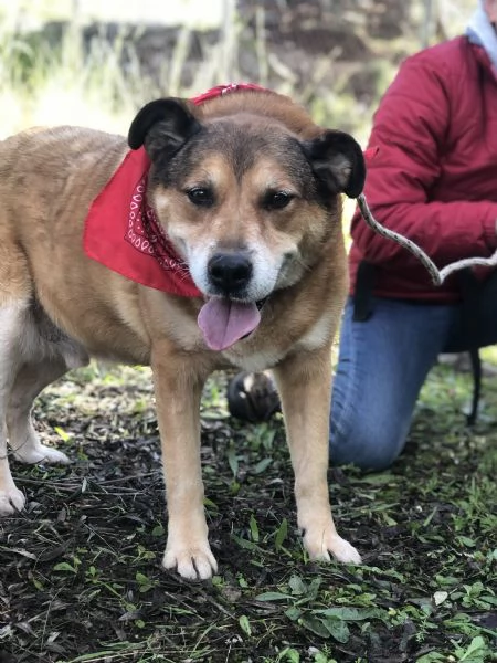 Artugrave canile basso lazio | Foto 0