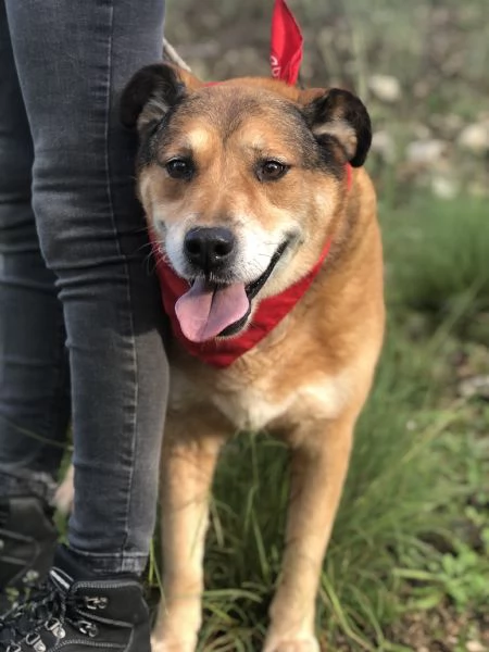 Artugrave canile basso lazio