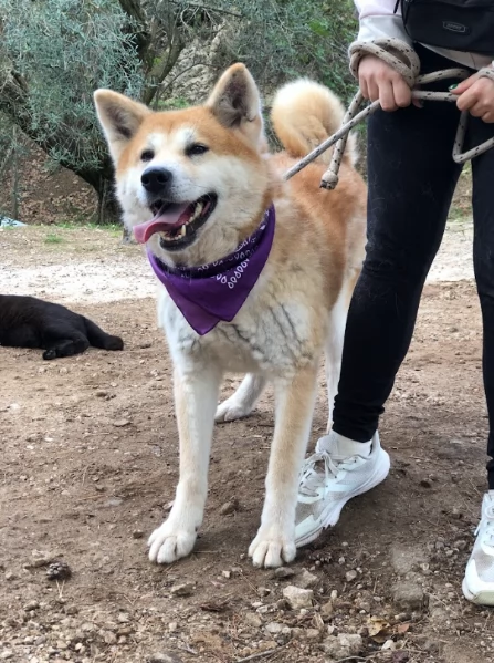 Belle canile basso lazio | Foto 3