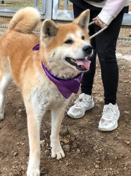 Belle canile basso lazio | Foto 2