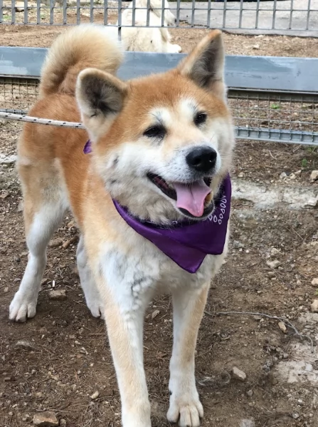 Belle canile basso lazio