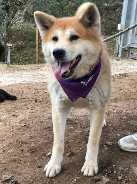 Belle canile basso lazio | Foto 1