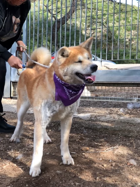 Belle canile basso lazio | Foto 0