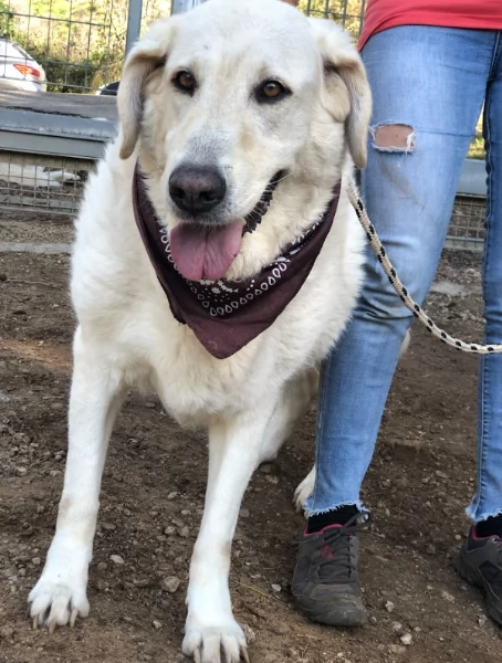 Havana canile basso lazio | Foto 3