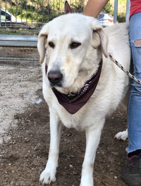 Havana canile basso lazio | Foto 2