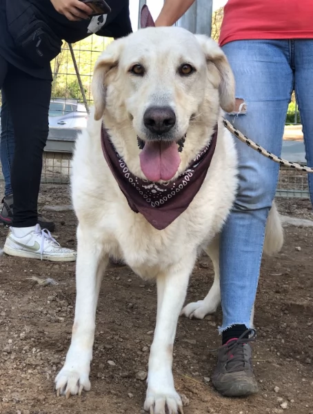 Havana canile basso lazio