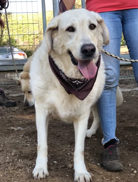 Havana canile basso lazio | Foto 1