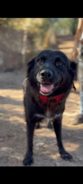 Hennegrave canile basso lazio | Foto 4