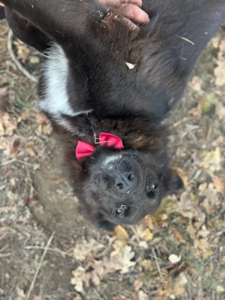 Hennegrave canile basso lazio | Foto 3