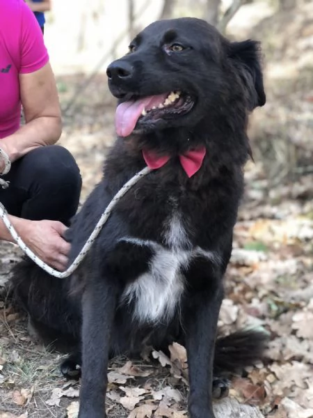 Hennegrave canile basso lazio | Foto 2