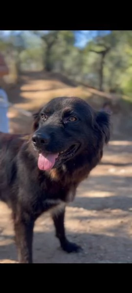 Hennegrave canile basso lazio | Foto 1