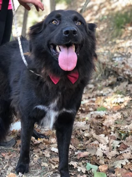 Hennegrave canile basso lazio | Foto 0