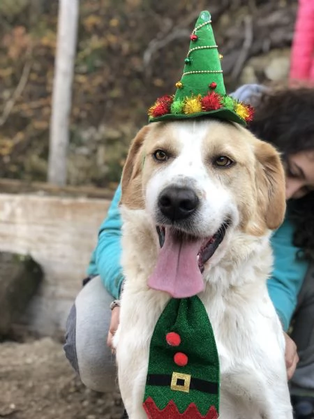 Jackie canile basso lazio | Foto 5