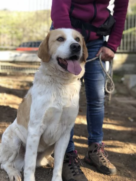 Jackie canile basso lazio | Foto 4