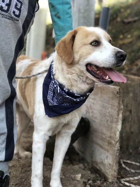 Jackie canile basso lazio | Foto 3