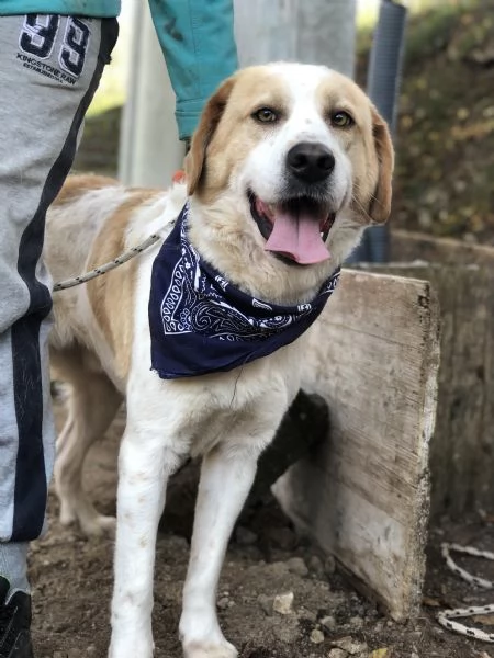 Jackie canile basso lazio | Foto 2