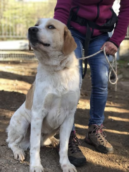 Jackie canile basso lazio | Foto 1