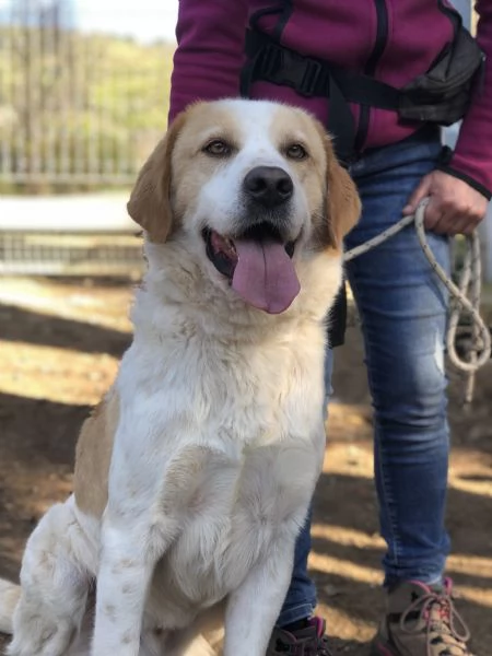 Jackie canile basso lazio | Foto 0