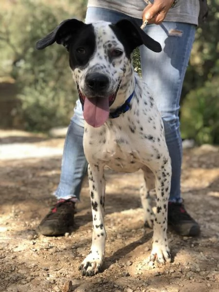 Ken canile basso lazio | Foto 1