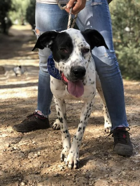 Ken canile basso lazio | Foto 0