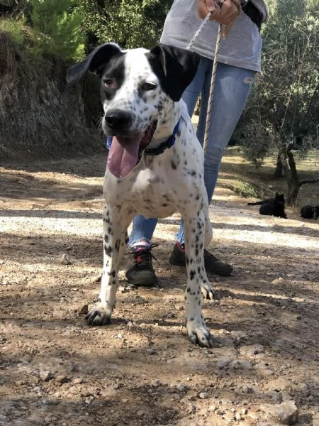 Ken canile basso lazio