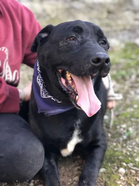 King canile basso lazio | Foto 5