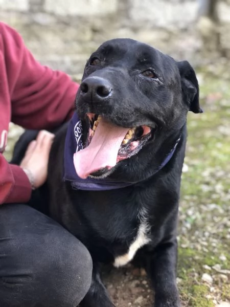 King canile basso lazio | Foto 4