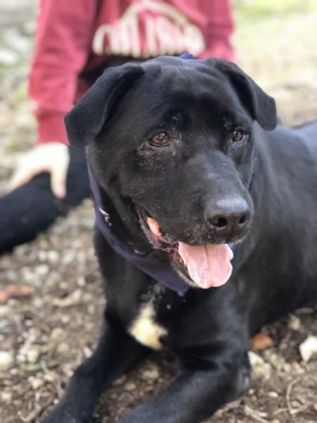 King canile basso lazio | Foto 3