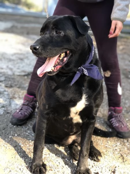 King canile basso lazio | Foto 2