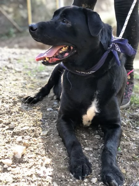 King canile basso lazio | Foto 1