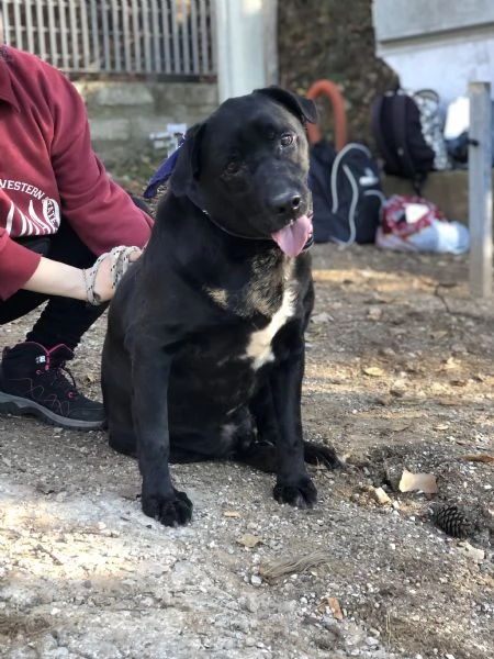 King canile basso lazio