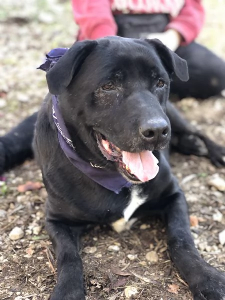 King canile basso lazio | Foto 0